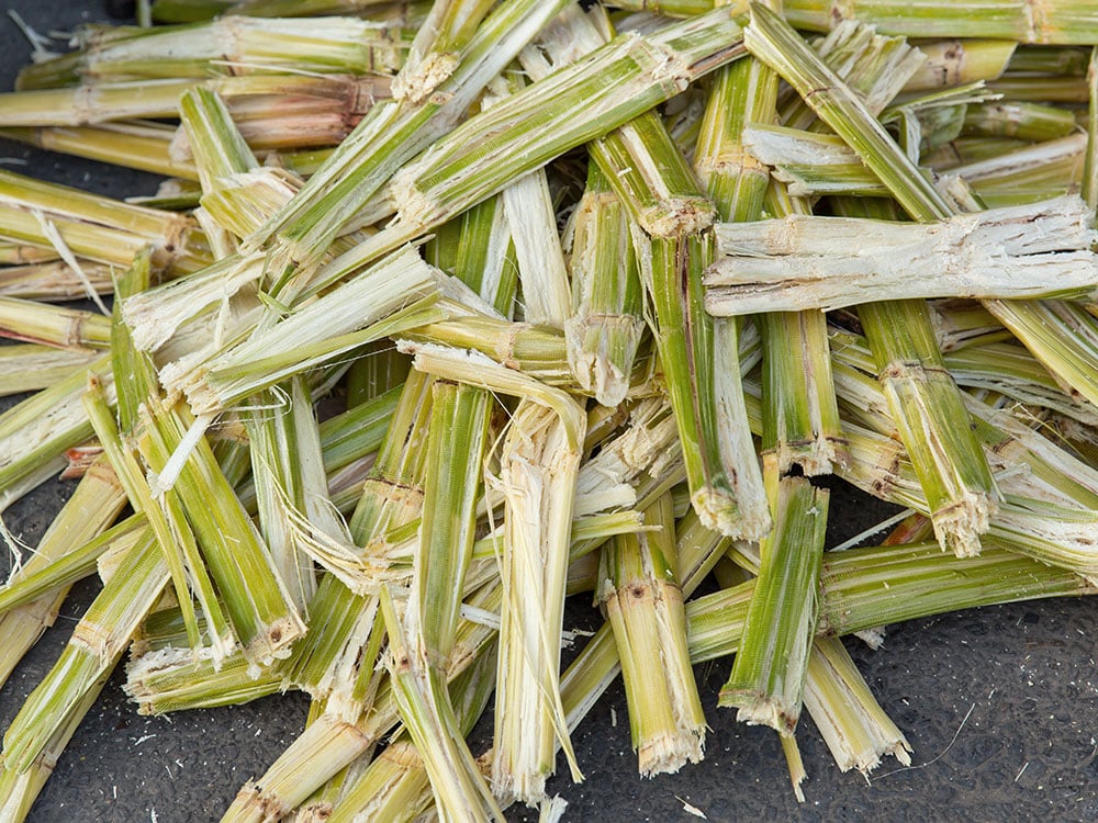 Bagasse ist das Abfallprodukt der Zuckerproduktion, aus welchem Papier hergestellt werden kann.