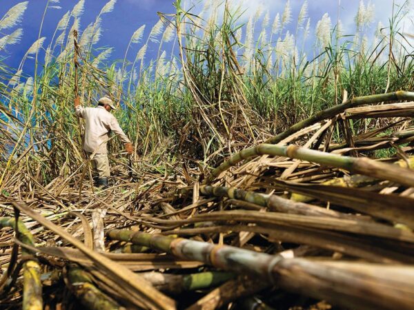 Arbeiter auf einer Zuckerrohrplantage.