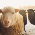 Schafe auf der Wiese im Winter. Die Wolle der Schafe kann recycelt werden.