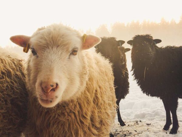 Schafe auf der Wiese im Winter. Die Wolle der Schafe kann recycelt werden.